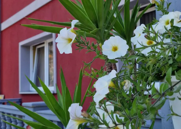 Penzion Pale' Bach Bad Hersfeld